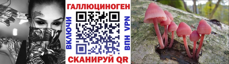 магазин продажи   Красноярск  Галлюциногенные грибы Psilocybine cubensis 